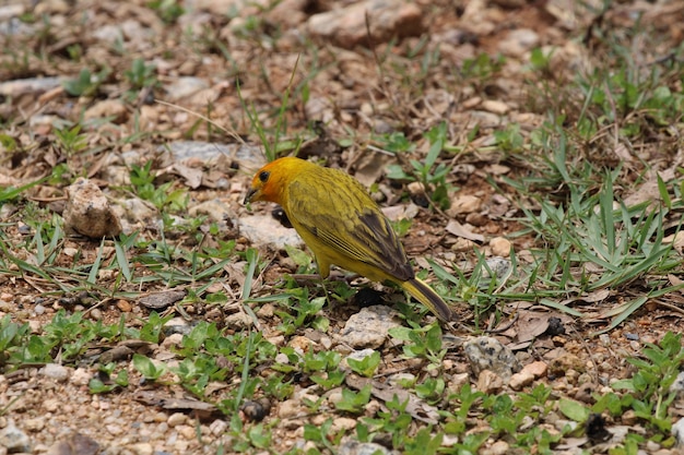 Canary bird