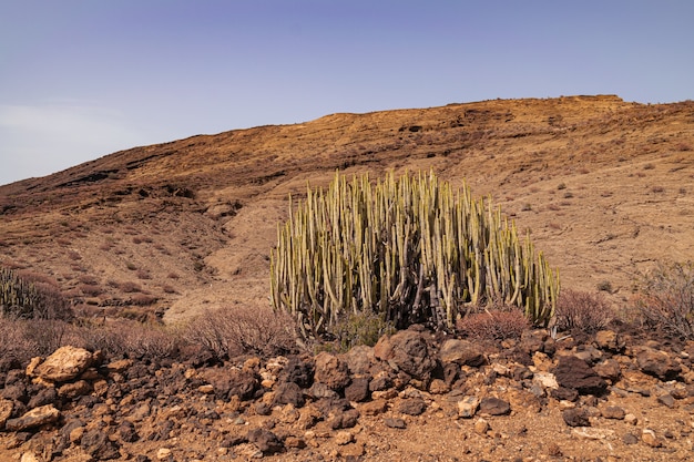 Canary Island spurge