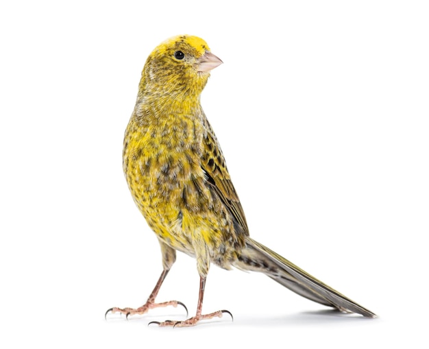 Canary standing Lizzard mutation isolated on white