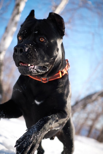 Cane Corso dog walks in the winter sunny forest