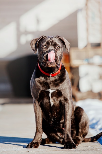 Cane Corso Italiano dog in the snow