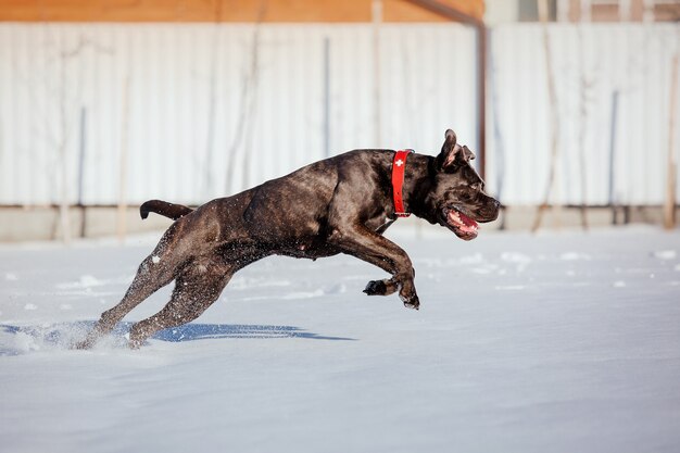 Cane Corso Italiano dog in the snow