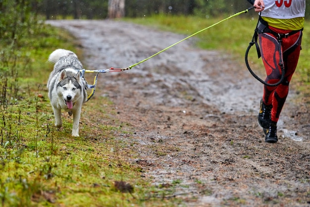 Canicross dog mushing race. Husky sled dog attached to runner. Autumn competition.