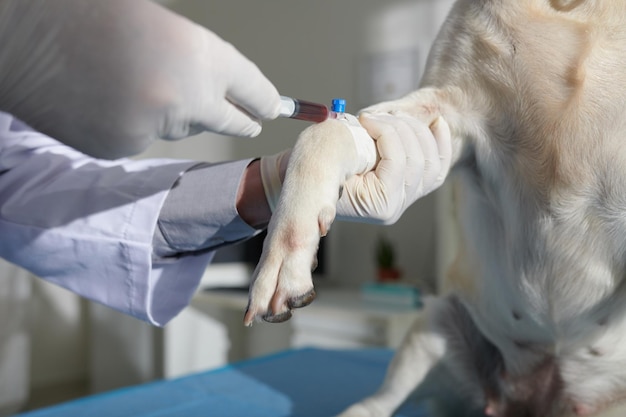 Canine Blood Collection