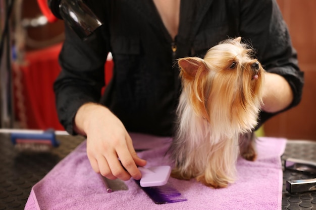 Canine hairdresser grooming Yorkshire dog in salon