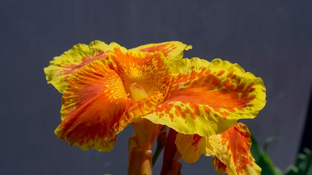 Canna or canna lily is the only genus of flowering plants in the family Cannaceae