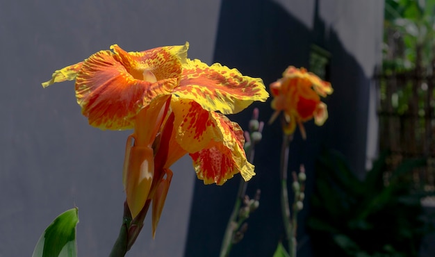 Canna or canna lily is the only genus of flowering plants in the family Cannaceae