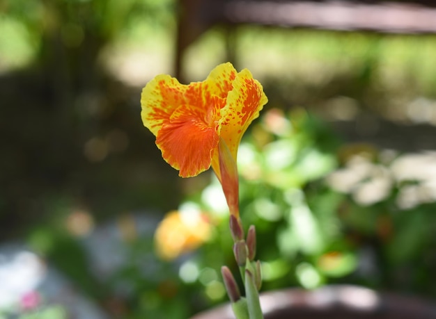 Canna indica flowers growing in Vietnam