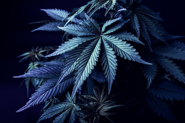 Cannabis art background marijuana plants