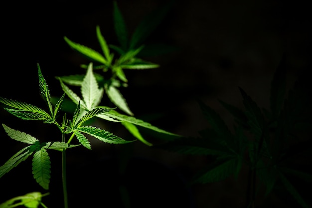 Cannabis on a Black background