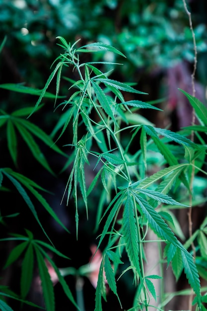 Cannabis on a Black background