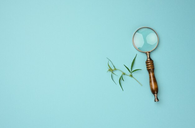 Cannabis branch with green leaves and wooden magnifier on blue background, alternative medicine, flat lay