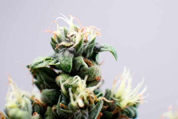 Cannabis bud flower