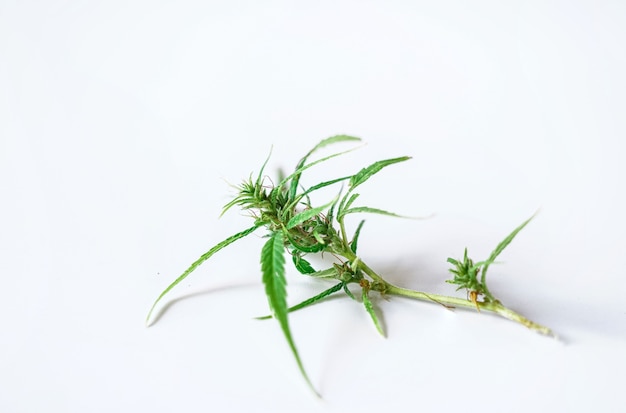 cannabis bud on white background