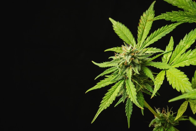 Cannabis buds close-up on a dark background. A mature marijuana bush. With copy space.