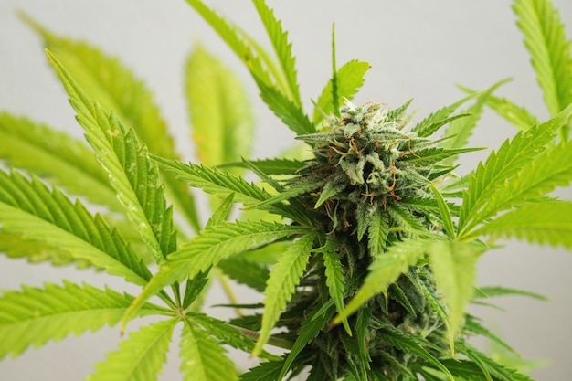 Cannabis buds close-up on a light background. A mature marijuana bush.