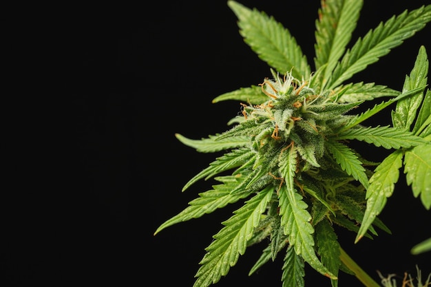 Cannabis buds closeup on a dark background a mature marijuana bush with copy space