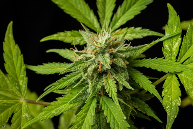 Cannabis buds closeup on a dark background a mature marijuana bush