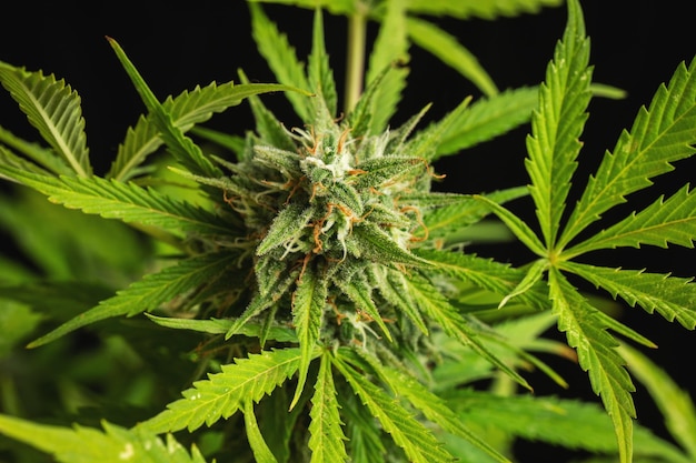 Cannabis buds closeup on a dark background A mature marijuana bush