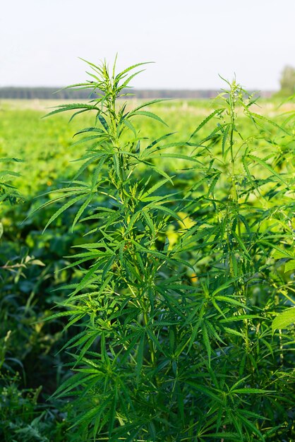 Cannabis bushes on the field marijuana legalization