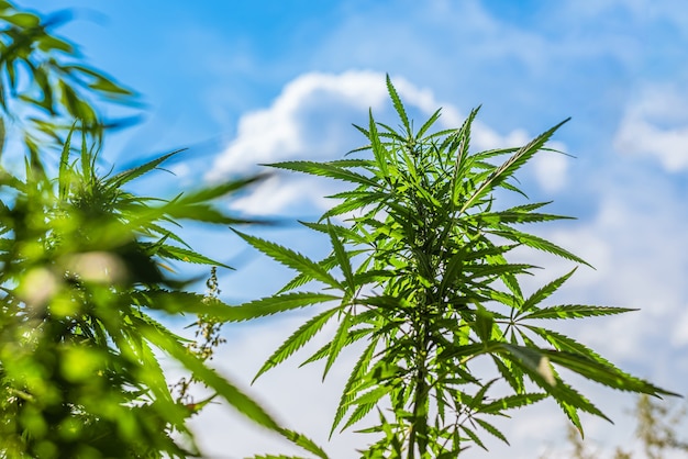 Cannabis bushes grow on the field against the sky in summer on a sunny day