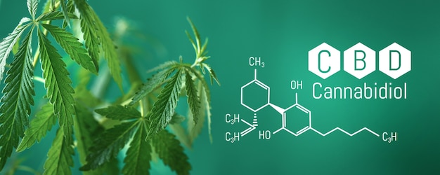 Photo cannabis cbd, cannabidiol leaf with cbd title and formula - legal cannabis - banner green background. banner format with place for copy space