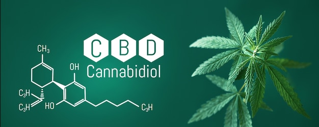 Cannabis CBD, Cannabidiol leaf with CBD title and formula - Legal cannabis - banner green background. Banner format with place for copy space