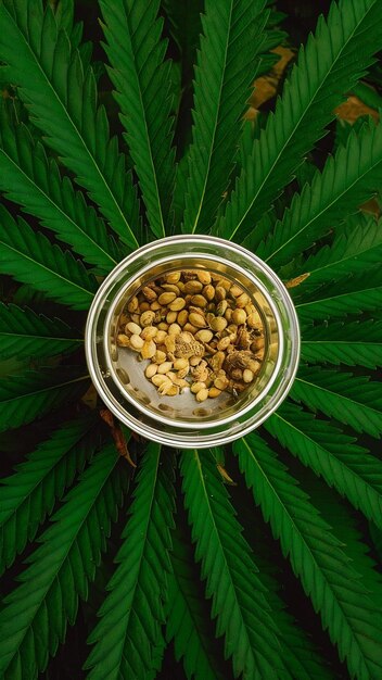 Photo cannabis essential oil container with cannabis leaves and cannabis seeds