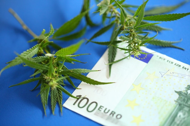 Cannabis and euro banknote incomes from products made from cannabis concept Legalization of marijuana