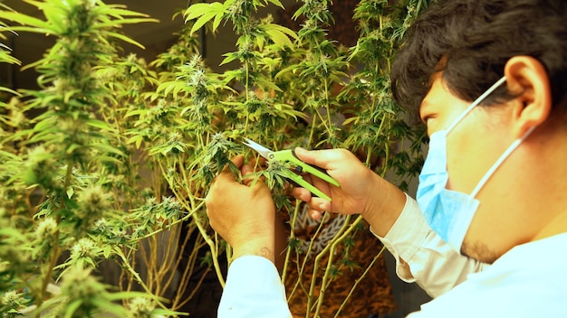 Photo cannabis farmer cutting cannabis plant in curative indoor cannabis farm for production and extraction of medical cannabis products