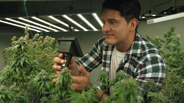 Cannabis farmer use microscope to analyze CBD in curative cannabis farm before harvesting to produce cannabis products