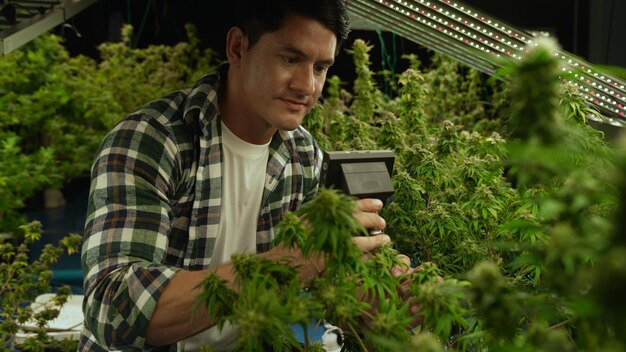 Cannabis farmer use microscope to analyze CBD in curative cannabis farm