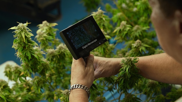 Cannabis farmer use microscope to analyze CBD in curative cannabis farm