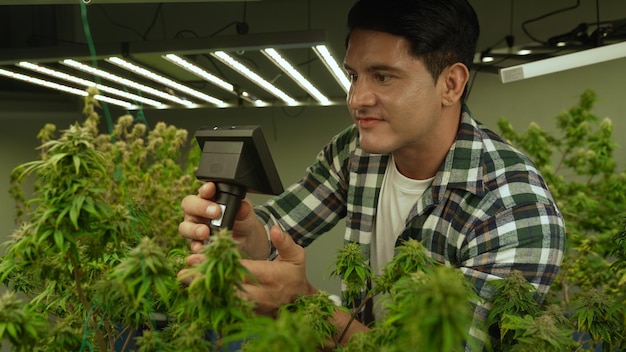 Cannabis farmer use microscope to analyze CBD in curative cannabis farm