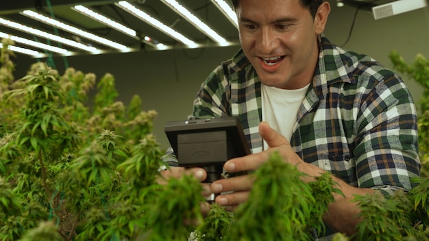 Cannabis farmer use microscope to analyze CBD in curative cannabis farm