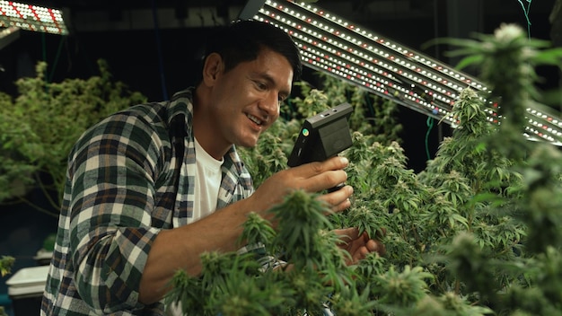 Cannabis farmer use microscope to analyze CBD in curative cannabis farm