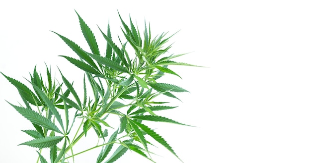 Cannabis or hemp plant leaves isolated on white background