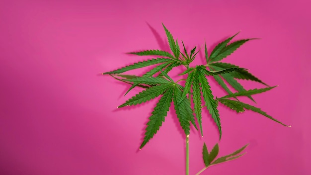 Cannabis hemp tree on pink isolated background