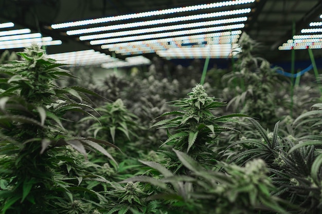 cannabis hemp with bud in grow facility indoor farm