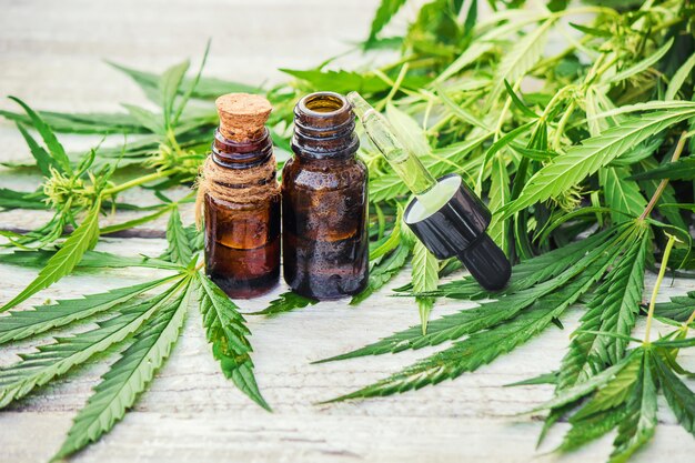 Cannabis herb and leaves for treatment broth, tincture, extract, oil. Selective focus.