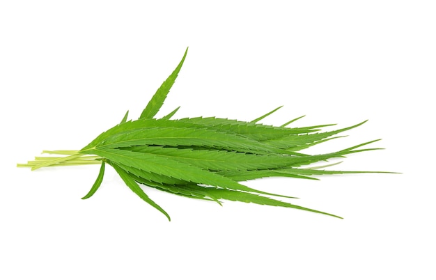 Cannabis leaf, marijuana isolated over white background