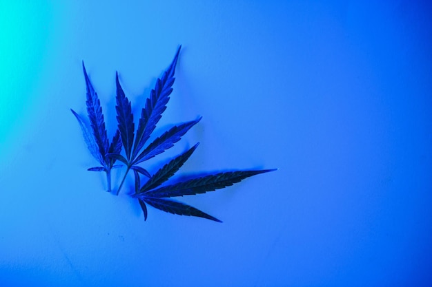 Cannabis leaf Marijuana leaves isolated on colored background