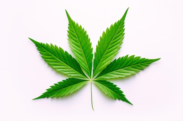 Cannabis leaf on a white background Marijuana on an isolated background AI Generated