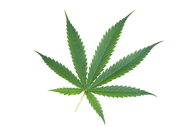 Cannabis leaf on white background