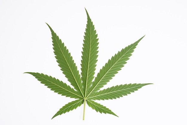 Cannabis leaf on white background