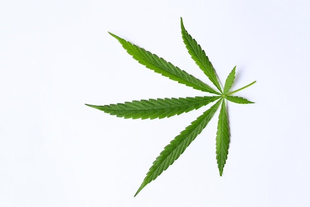 Cannabis leaf on white grey background Cannabis Hemp leaves or marijuana leaf plant top view