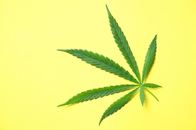 Cannabis leaf on yellow background Cannabis Hemp leaves or marijuana leaf plant