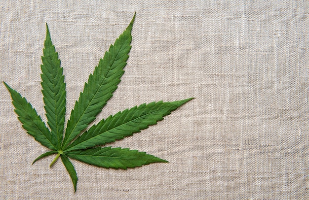 Cannabis leaves on the background of coarse hemp fabric