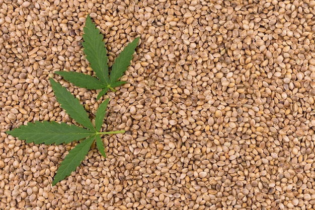 Cannabis leaves on the background of hemp seeds.