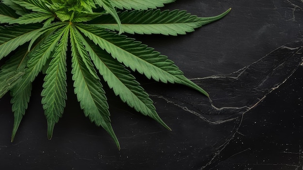 Cannabis leaves on black stone background copy space